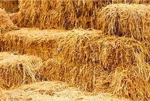 ممنوعیت خروج کاه و کلش از استان خوزستان