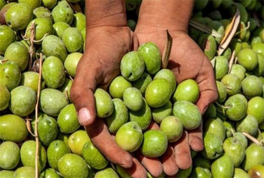 تولید محصول زیتون در یزد ۳۰ درصد افزایش یافت