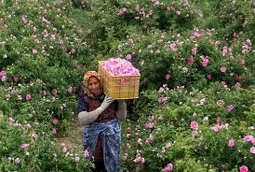 برداشت گل محمدی در شهرستان رابر 