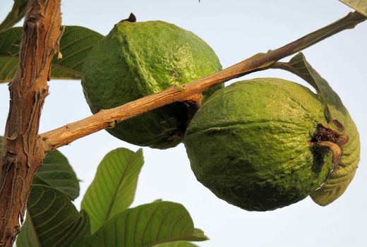 برداشت گواوا از باغ‌های جنوب سیستان‌وبلوچستان آغاز شد