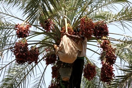 کاهش جمعیت آفت زنجره خرما در سال آینده در گرو مبارزه با نسل دوم این آفت تا نیمه مهرماه است