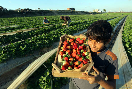 تاجران محصولات کشاورزی نگران از انتخابات پارلمانی عراق