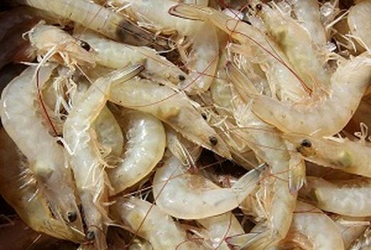 برداشت میگوی وانامی پرورش یافته آب شیرین در رودان