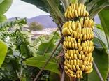 کاهش منابع آب زیرزمینی زنگ خطر برای باغات گرمسیری