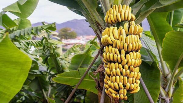 کاهش منابع آب زیرزمینی زنگ خطر برای باغات گرمسیری
