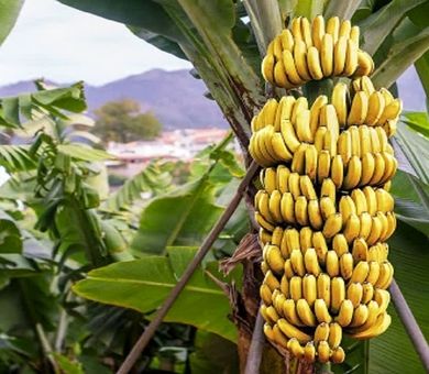 کاهش منابع آب زیرزمینی زنگ خطر برای باغات گرمسیری