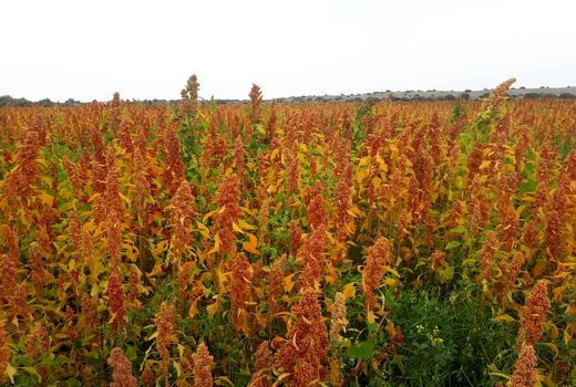 کاشت کینوا در سطح 5 هکتار شهرستان سربیشه