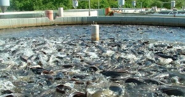 ترسیم نقشه راه توسعه صادرات ماهیان سردابی و صنایع وابسته در چهارمحال و بختیاری