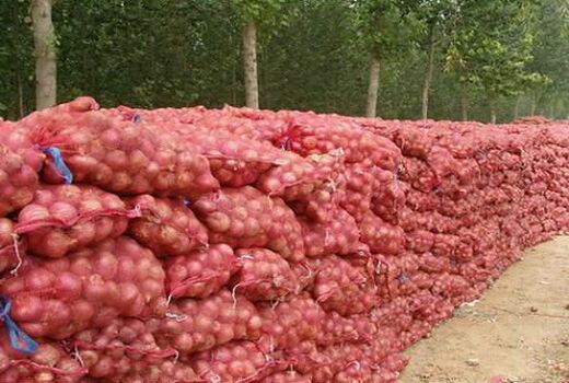 68 هزار تن پیاز کشاورزان هرمزگان و جنوب کرمان خریداری شد