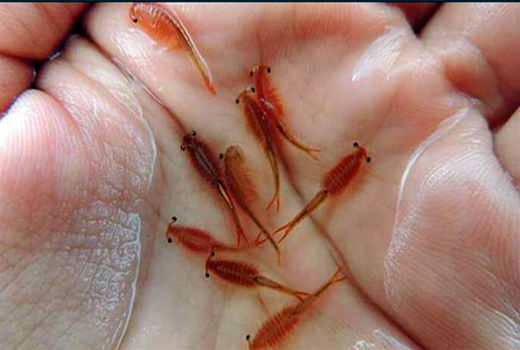 مزرعه پرورش آرتمیای عجب شیر به زودی بهره برداری می‌شود