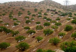 بیش از 239هکتار از اراضی ملی رفع تصرف شد