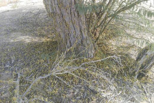 مبارزه باملخ صحرایی دربیش از53 هزارهکتارازمراتع سیستان وبلوچستان