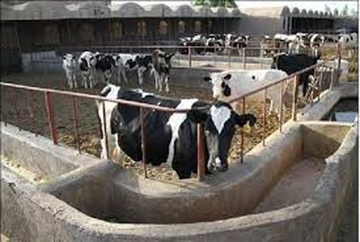 دریافت ۲۱ میلیارد تومان تسهیلات توسط دامداران خراسان شمالی 