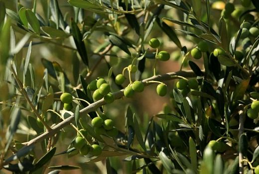 اجرای طرح مشترک تغذیه باغات زیتون در شهرستان پاکدشت