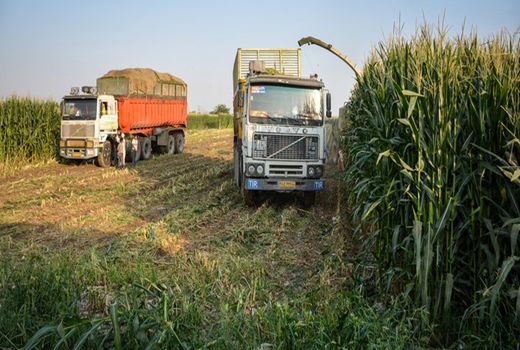 برداشت ۳۳۰ هزار تن ذرت علوفه‌ای در کوار 