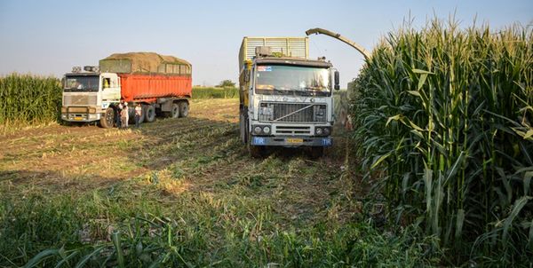 برداشت ۳۳۰ هزار تن ذرت علوفه‌ای در کوار 