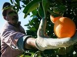 افزایش پنج درصدی تولید پرتقال در هرمزگان