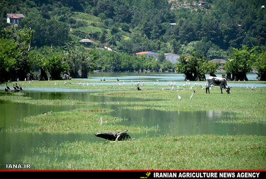 تالاب استیل آستارا