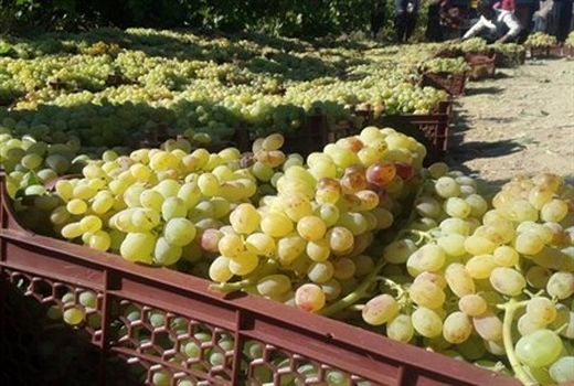 تولید انگور دیم در خراسان شمالی حدود ۲ برابر میانگین کشور است