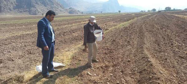 گیاه روغنی کاملینا نخستین بار در شهرستان لردگان کشت شد