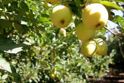 افزایش برداشت سیب در دماوند به ۴۰ تن در هکتار