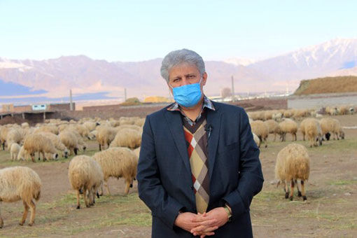 افزایش تولید گوشت قرمز در استان آذربایجان شرقی با طرح چندقلوزایی در گوسفندان