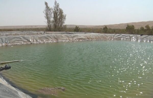 پرورش میگوی آب شور در دل کویر