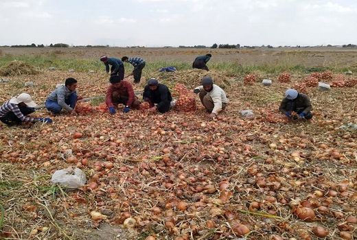 پیش‌بینی تولید 21 هزار تن پیاز در بیضا