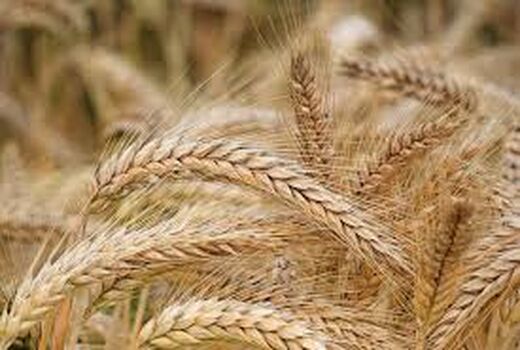 کاشت گندم در قالب نظام زراعی گندم بنیان