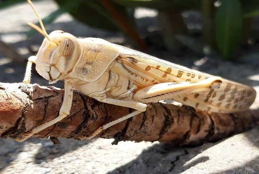 پایش ملخ صحرایی در آبادان 
