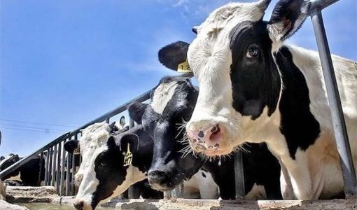 اصلاح نژاد راهبردی زمان‌بر اما کلیدی برای کاهش اثرات تغییرات اقلیمی در دامپروری