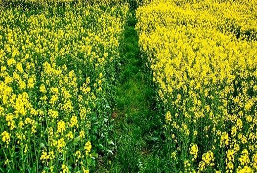 کلزا کاران به ازاء هرهکتار 6 میلیون تومان تسهیلات بانکی دریافت می کنند