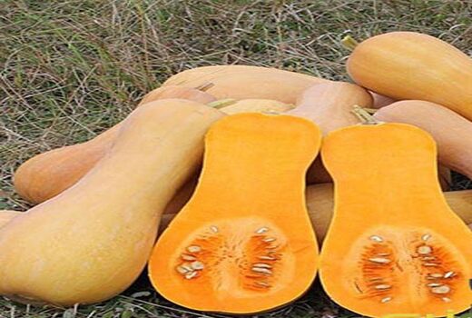 تولید 2100 تن کدو آجیلی در آباده 