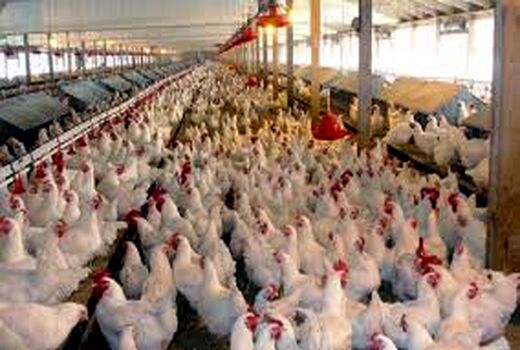 فاز دوم واکسیناسیون طیور بومی علیه بیماری نیوکاسل در شهر بابک 