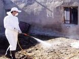 ایمن سازی ۲۰۰ هزار راس دام علیه بیماری‌های مشترک بین انسان و دام در سیستان و بلوچستان