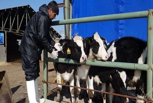 طرح ایمن‌سازی دام‌های سنگین علیه بیماری بروسلوز در آذربایجان‌غربی آغاز شد