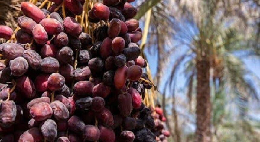 پژوهش، محور ارتقای بهره‌وری و توسعه زنجیره ارزش خرماست