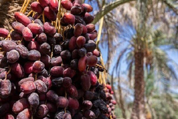 پژوهش، محور ارتقای بهره‌وری و توسعه زنجیره ارزش خرماست