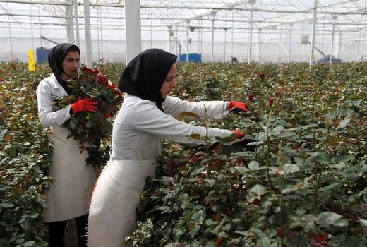 68 طرح گلخانه‌ای در استان سمنان در دست اجرا است