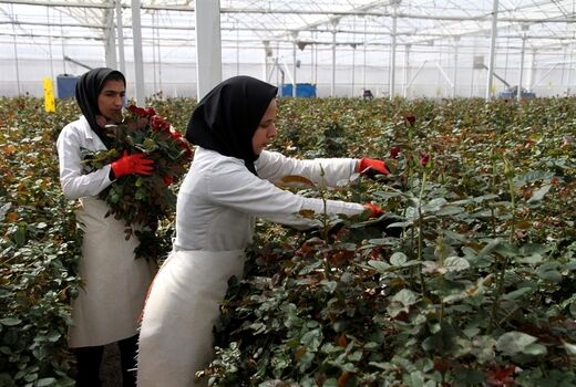68 طرح گلخانه‌ای در استان سمنان در دست اجرا است