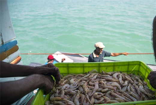 سطح زیر کشت میگو در این استان ۱۰۰ درصد افزایش یافت