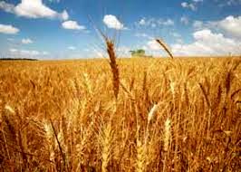 نرخ خرید تضمینی گندم اعلام شد