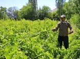 سمپاشی بموقع باغات انگور علیه بیماری سفیدک داخلی در خراسان شمالی