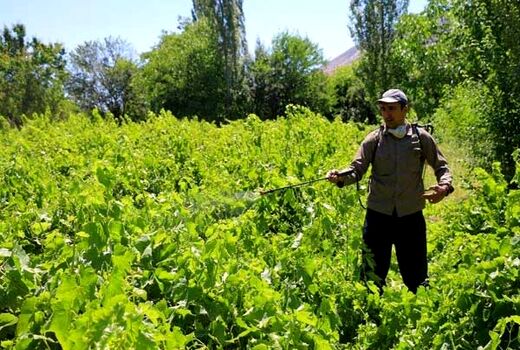 سمپاشی بموقع باغات انگور علیه بیماری سفیدک داخلی در خراسان شمالی
