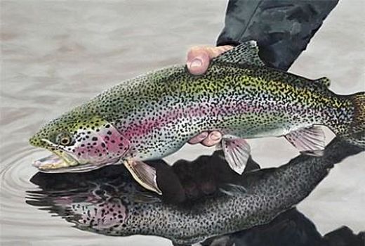 پایان صید ماهی سرد آبی در فراشبند