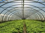 دو مجتمع بزرگ گلخانه 62 هکتاری در قروه احداث می‌شود