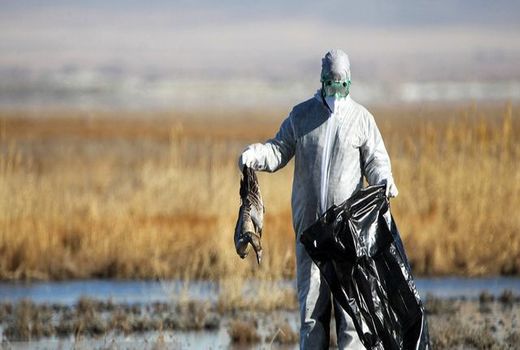 هشدار برای مقابله و کنترل ویروس آنفلوانزای فوق حاد پرندگان 