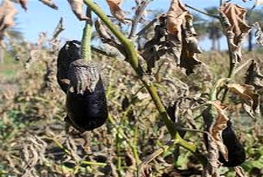 توزیع پنج تن کالای اساسی با نرخ دولتی در استان بوشهر