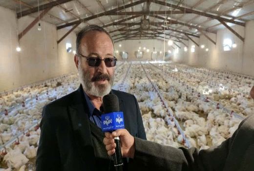 بازگشت 13 واحد مرغداری گوشتی راکد و مشکل دار در شهرستان مرند به چرخه تولید