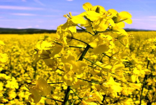 آغاز پایش کلزا در  سطح 1400 هکتار از اراضی کشاورزی استان مرکزی